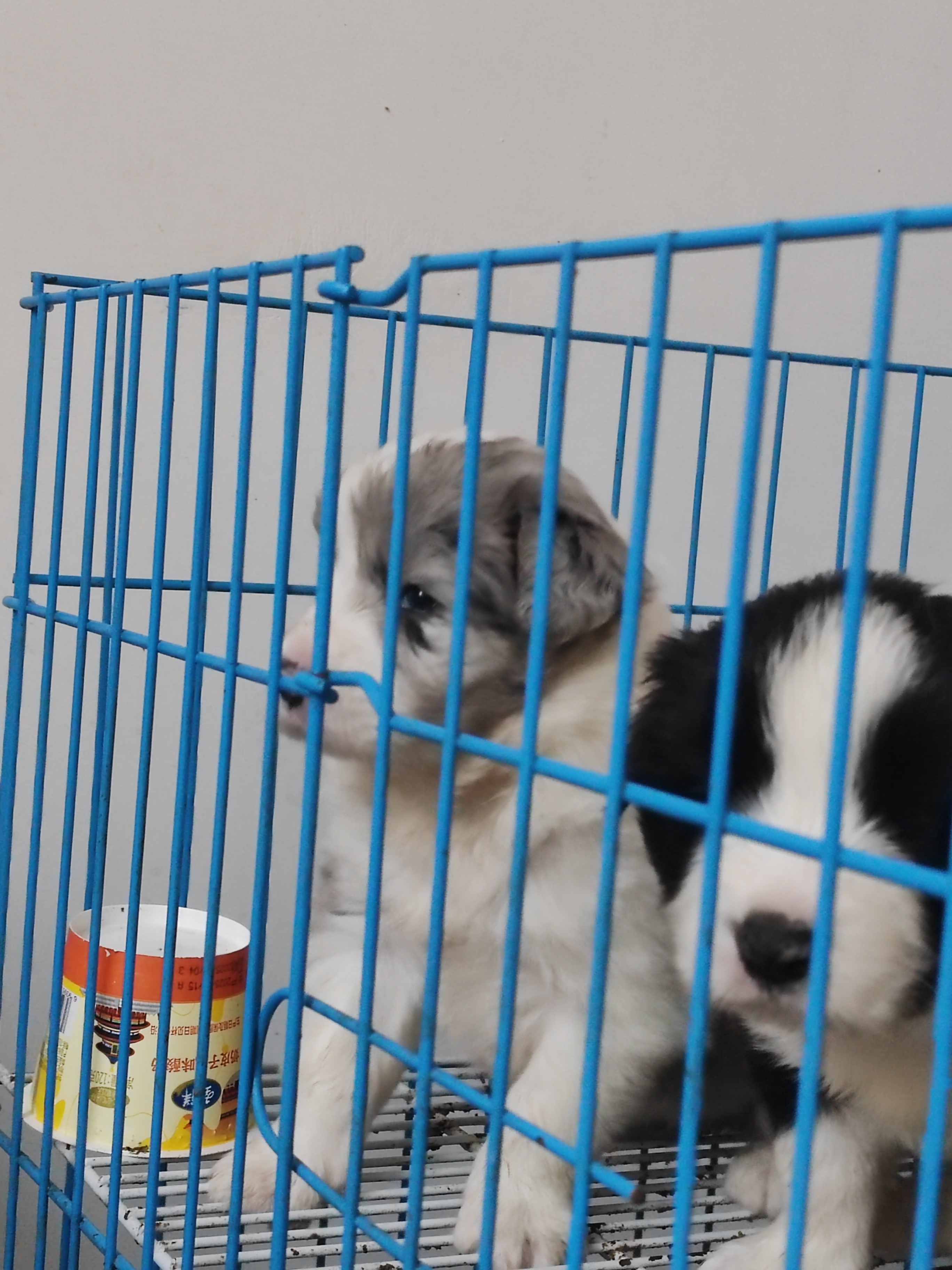 边牧 黑白边牧 陨石边牧双血统大体边牧宝宝